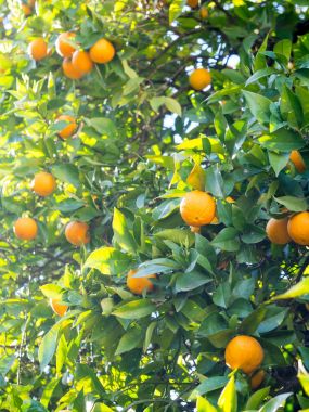 Portekiz'de büyüyen portakal
