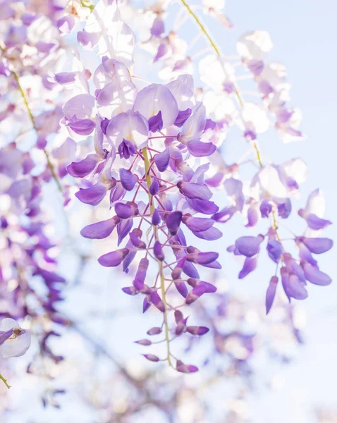 Wisteria roxa em flor — Fotografia de Stock