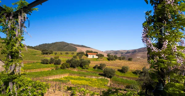 Paisagem em Vale do Douro — Fotografia de Stock