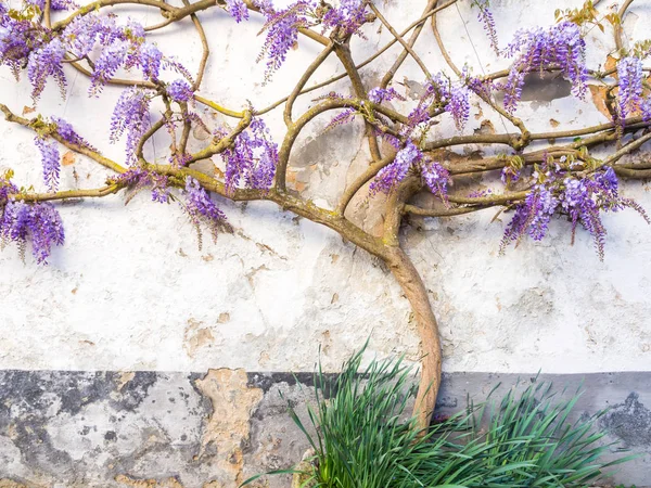 Purple wisteria plant growing — Stock Photo, Image