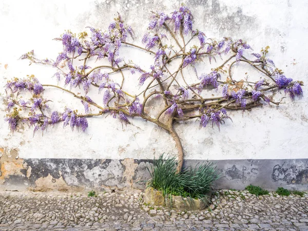 Planta de wisteria roxa crescendo — Fotografia de Stock