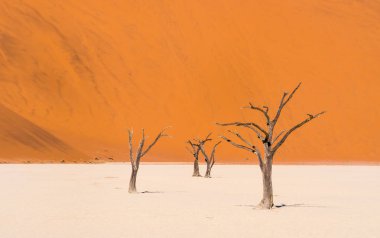 Ölü Vlei ölü Camelthorn ağaçlarda