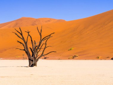 Ölü Vlei ölü Camelthorn ağacında