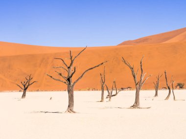 Ölü Vlei ölü Camelthorn ağaçlarda