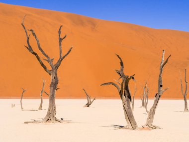 Ölü Vlei ölü Camelthorn ağaçlarda