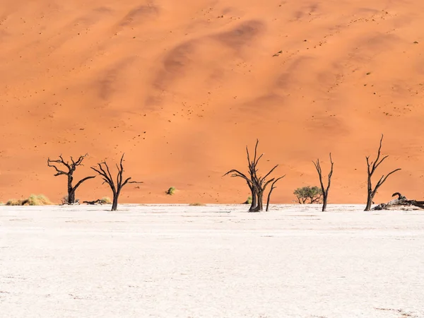 Мертвые камелиновые деревья в Мертвых Водах — стоковое фото