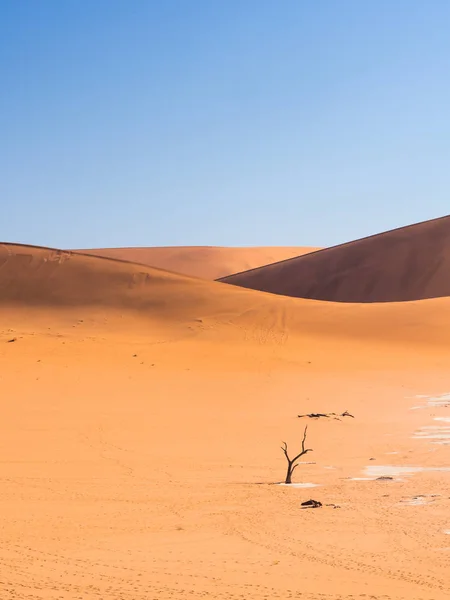 Dead Camelthorn Tree in Dead Vlei — Stock Photo, Image