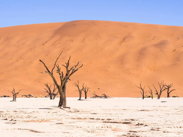 死んで Vlei で Camelthorn 枯れ木 — ストック写真