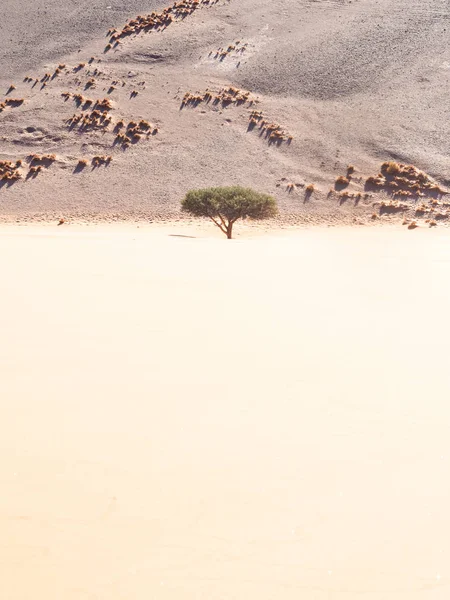 Boom groeien op de Dune 45 — Stockfoto