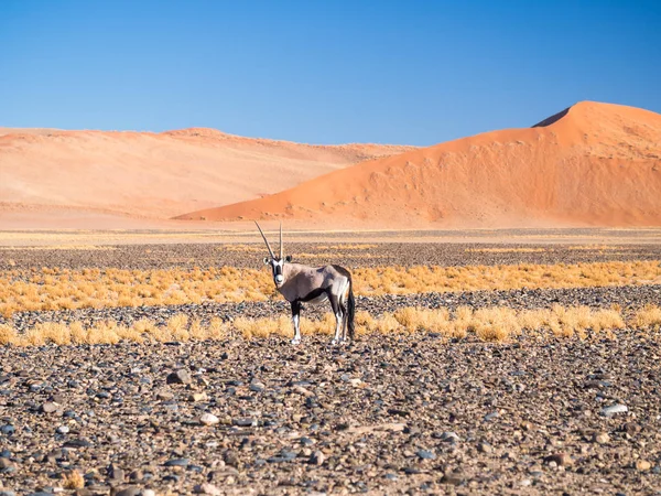 Oryx gazelle in Namibië — Stockfoto