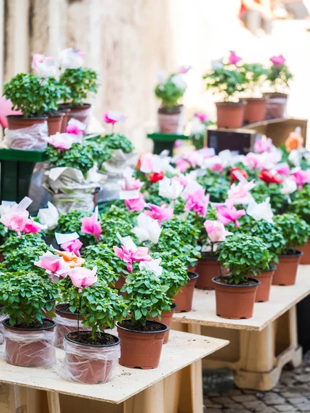 Plantas de manjericão com flores de papel e poemas vendidos em Santo António — Fotografia de Stock