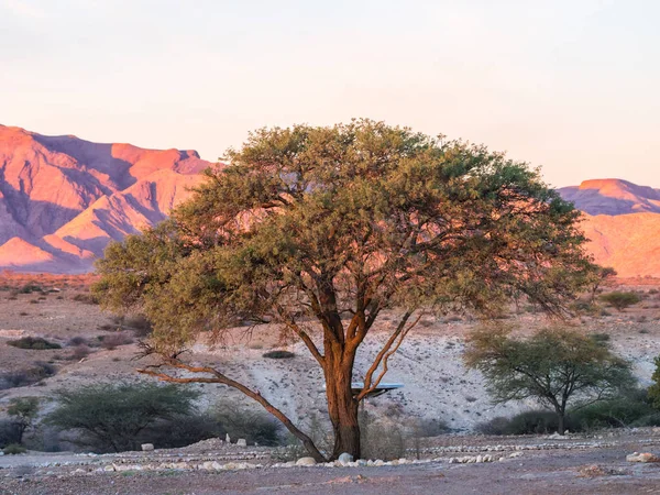 Drzewo w Park Narodowy Namib-Naukluft — Zdjęcie stockowe