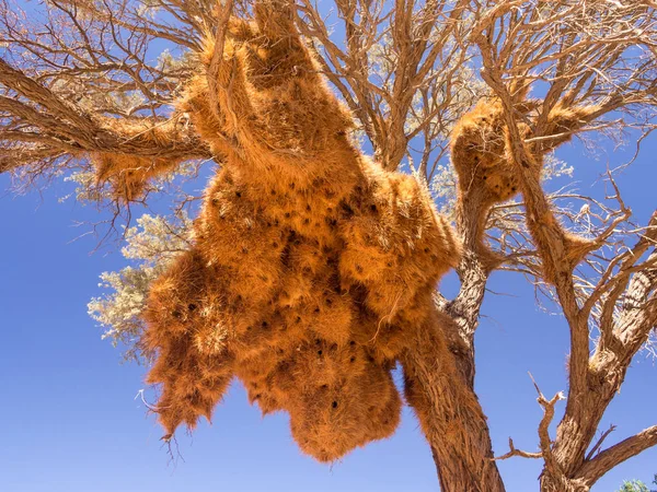 Huge weaver bird nest in Namibia — Stock Photo, Image