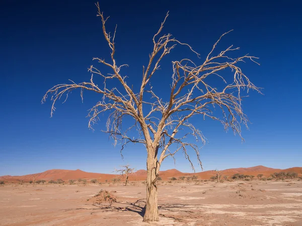 Dry tree on the Namib desert — Stock Photo, Image