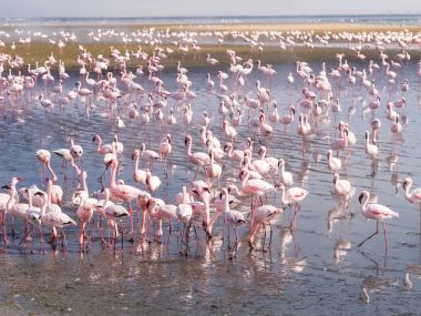 pembe flamingolar grubu