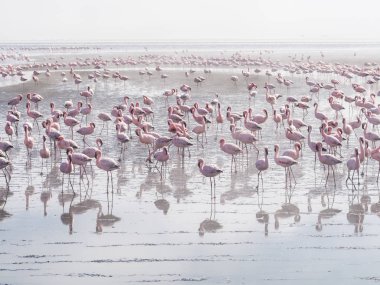 pembe flamingolar grubu