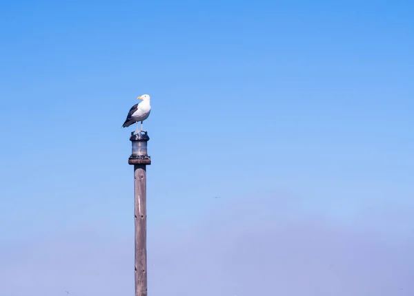 Seagull sitting on bridge post — Stock Photo, Image