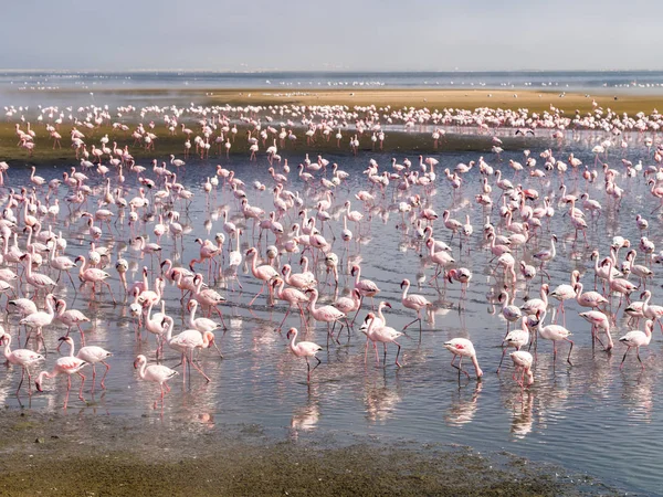 Group of pink flamingos