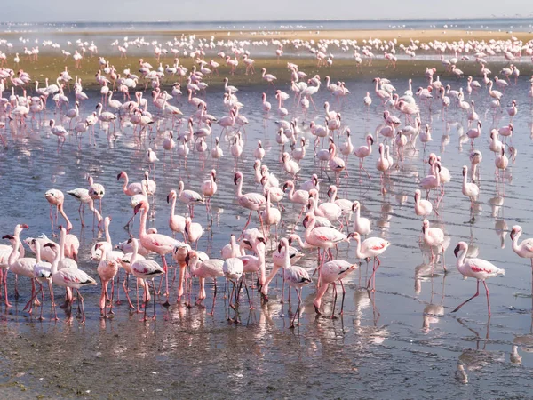 Pembe flamingolar grubu — Stok fotoğraf