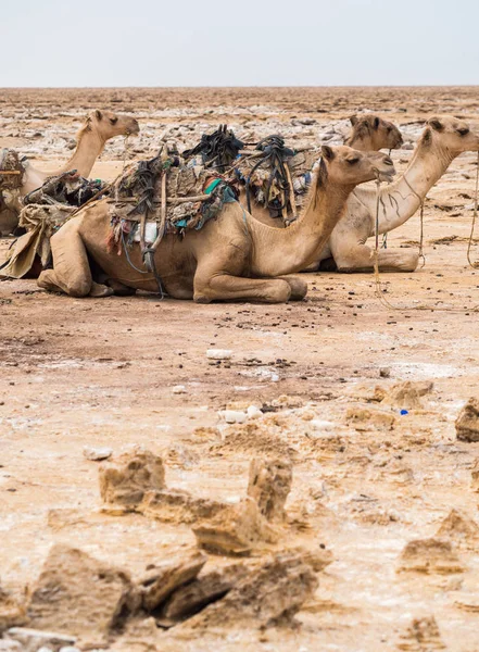 Dromedary deve taşıma için kullanılan — Stok fotoğraf