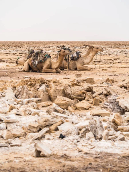 Dromedary deve taşıma için kullanılan — Stok fotoğraf