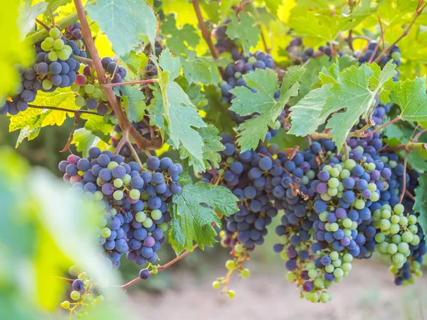 Červené hrozny na grapevine — Stock fotografie