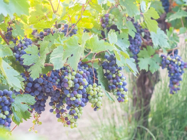 Červené hrozny na grapevine — Stock fotografie