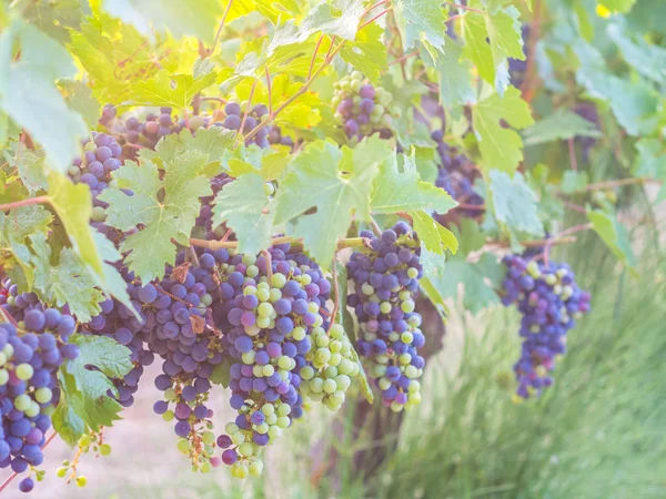 Červené hrozny na grapevine — Stock fotografie