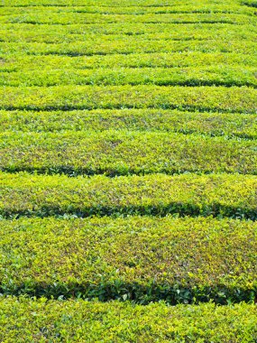 Çay plantasyon içinde Porto Formoso