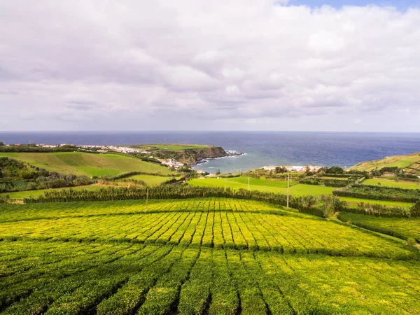 Plantación de té en Porto Formoso —  Fotos de Stock