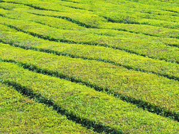 Plantação de chá em Porto Formoso — Fotografia de Stock