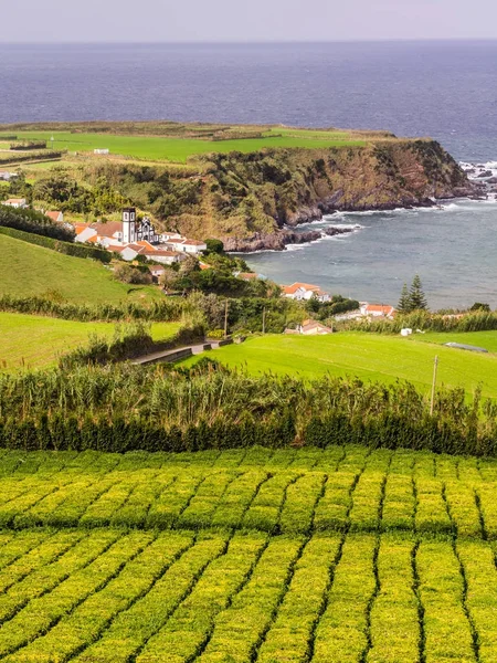 Plantation de thé à Porto Formoso — Photo