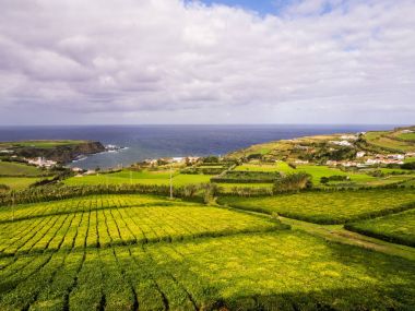 Çay plantasyon içinde Porto Formoso, Azores, Portekiz 