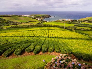 Çay plantasyon içinde Porto Formoso, Azores, Portekiz 
