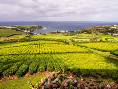 Çay plantasyon içinde Porto Formoso, Azores, Portekiz 