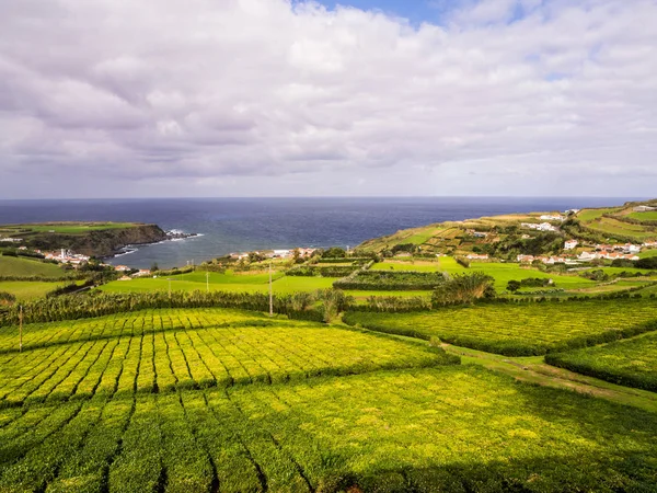 Plantation Thé Porto Formoso Açores Portugal — Photo