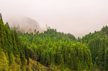 Doğa rezerv, Pico da Vara Sao Miguel Island, Azor ormanda.