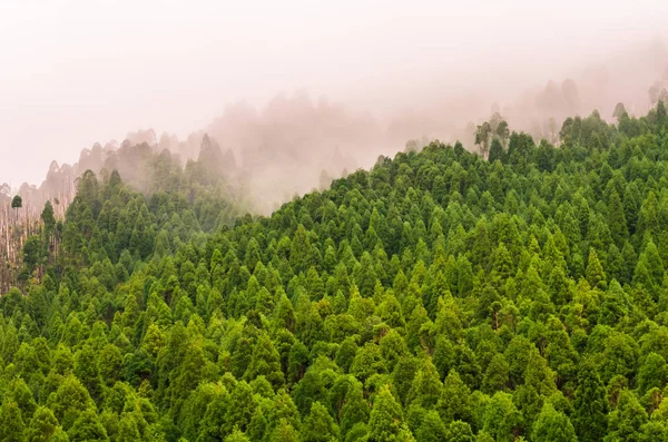 Δάσος Στην Φύση Αποθεματικό Του Pico Βάρα Στο Νησί São — Φωτογραφία Αρχείου