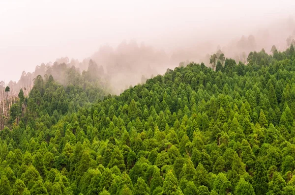 Doğa Rezerv Pico Vara Sao Miguel Island Azor Ormanda — Stok fotoğraf