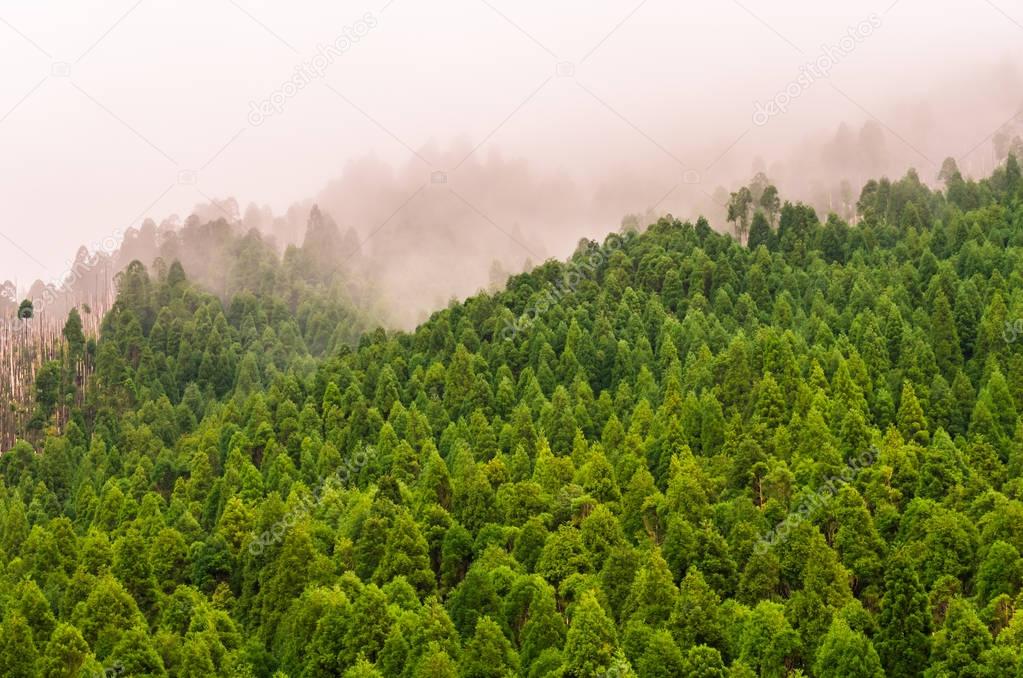 Forest in Nature Reserve of Pico da Vara on Sao Miguel island, Azores.