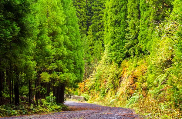 Forest Nature Reserve Pico Vara Sao Miguel Island Azores — Stock Photo, Image