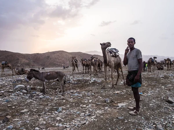 Regionu Afar Etiopia Czerwca 2016 Wielbłąd Rynku Regionie Afar Północnej — Zdjęcie stockowe