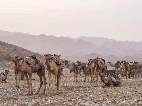 Afar Regionen Etiopien Juni 2016 Camel Market Regionen Afar Norra — Stockfoto