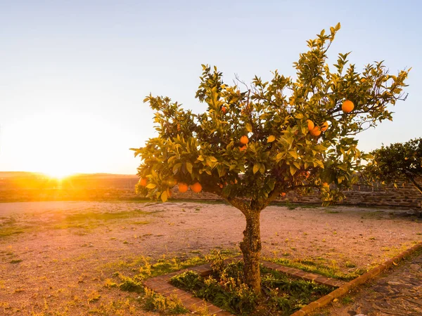 Πορτοκαλί δέντρο καλλιέργεια στο Αλεντέζο — Φωτογραφία Αρχείου