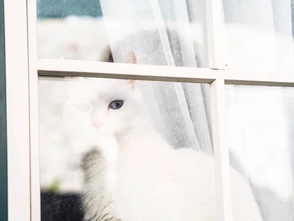 Nahaufnahme Einer Weißen Katze Die Fenster Sitzt Und Nach Draußen — Stockfoto