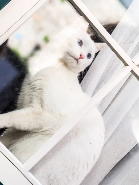 Weiße Katze Sitzt Fenster Und Schaut Nach Draußen Die Altstadt — Stockfoto