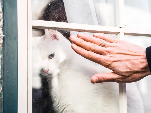 Menschliche Hand Neben Weißer Katze Die Fenster Sitzt Und Nach lizenzfreie Stockbilder