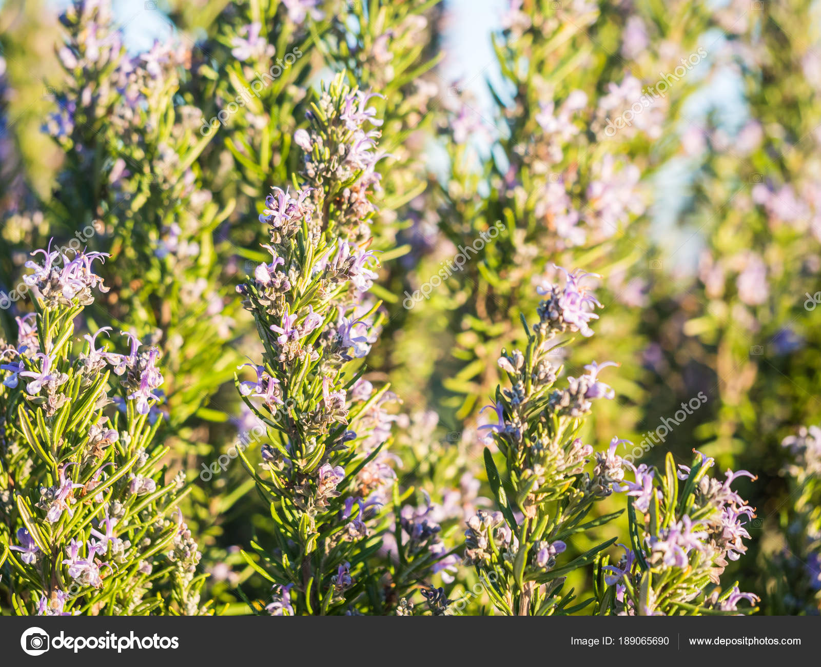 Close Rosemary Flowers Background Blue Sky Stock Photo by ©magdalena
