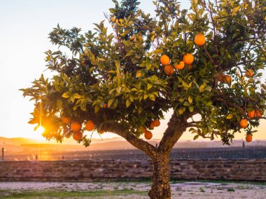 Alentejo bölgesi, Portekiz, Esporao gün batımında büyüyen küçük portakal ağacı