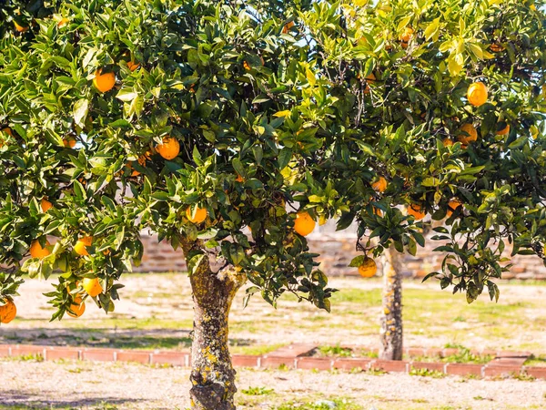 Alentejo Bölgesi Portekiz Esporao Büyüyen Küçük Portakal Ağacı — Stok fotoğraf